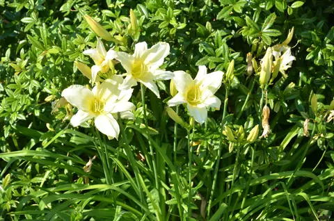 Hustopeče, Lednice,, Pohansko – fotografie 78